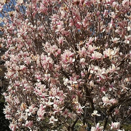 فيلا Casa Vacanze Le Violette بروناتي المظهر الخارجي الصورة